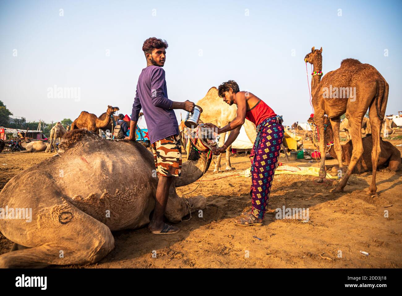 Nach dem Einstechen in die Nase eines jungen Kamels setzen die Kamele das Wasser auf die Nase eines Kamels. Stockfoto