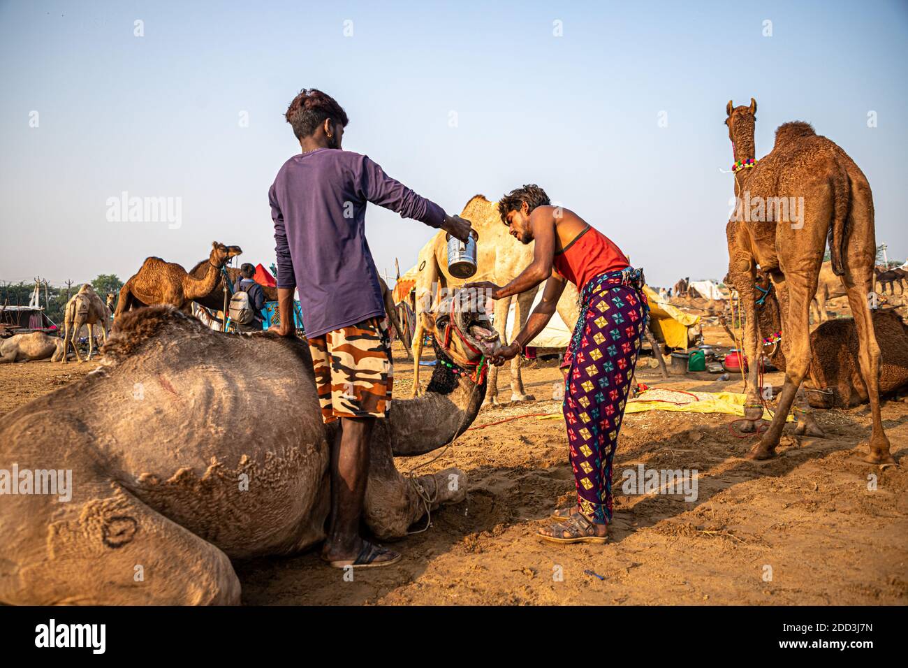 Nach dem Einstechen in die Nase eines jungen Kamels setzen die Kamele das Wasser auf die Nase eines Kamels. Stockfoto