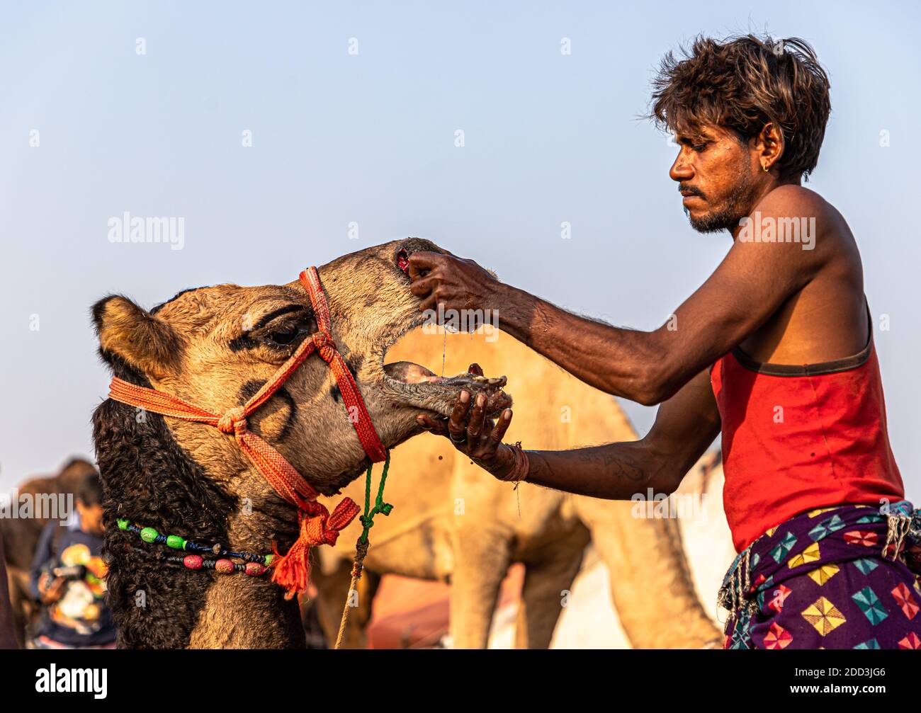 Nach dem Einstechen in die Nase eines jungen Kamels setzen die Kamele das Wasser auf die Nase eines Kamels. Stockfoto