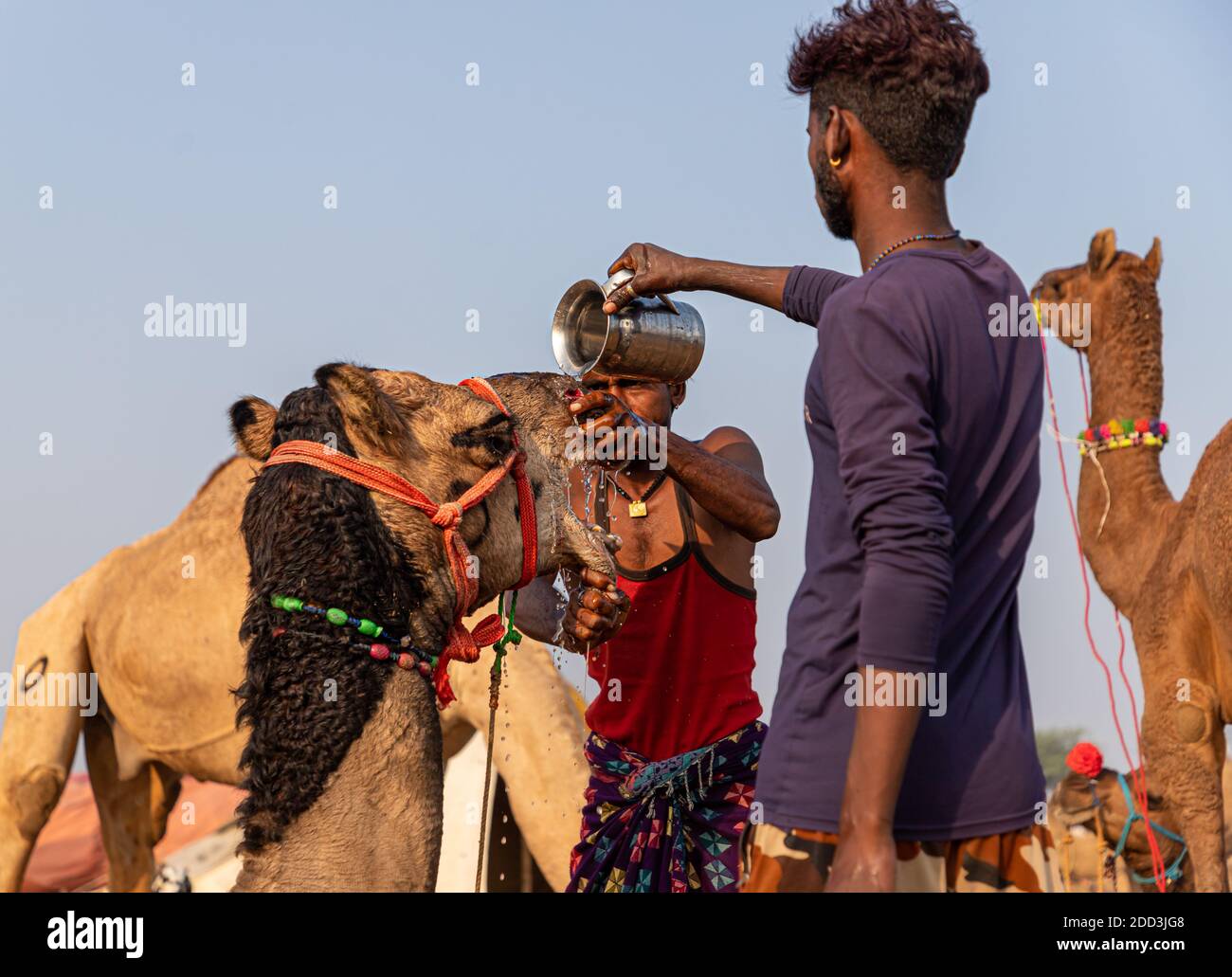 Nach dem Einstechen in die Nase eines jungen Kamels setzen die Kamele das Wasser auf die Nase eines Kamels. Stockfoto