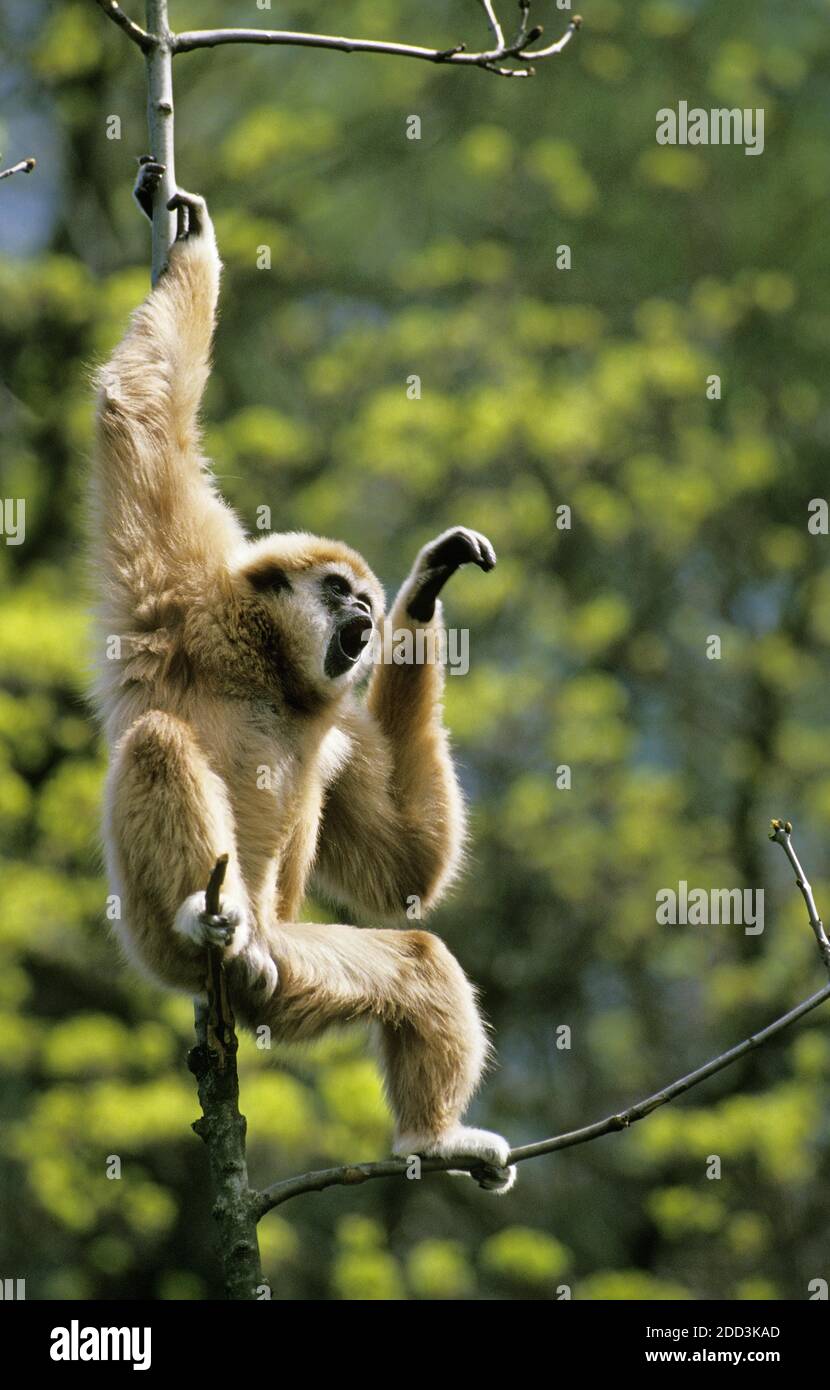 White-Handed Gibbon, Hylobates Lar, Männlich, rief Stockfoto