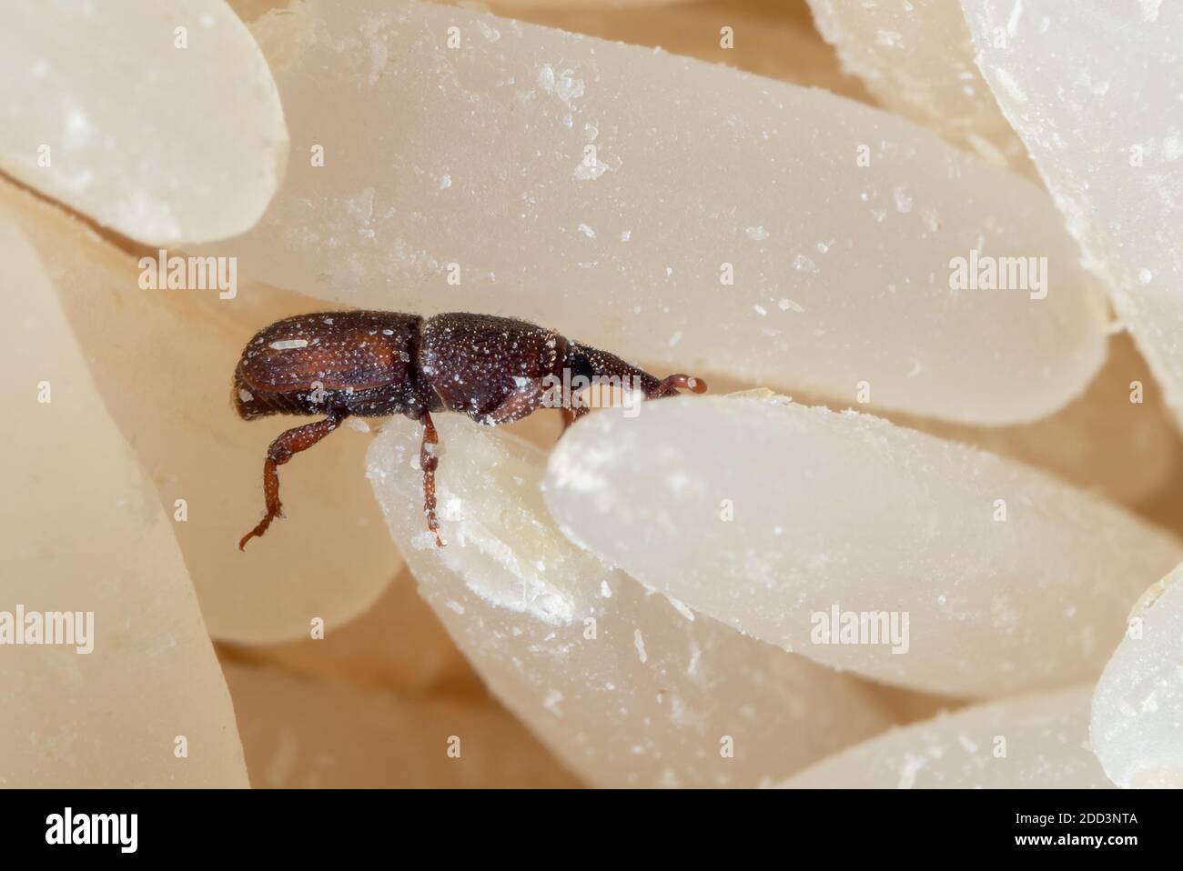 Makrofotografie von Reisweevil oder Sitophilus oryzae auf Raw Reis Stockfoto