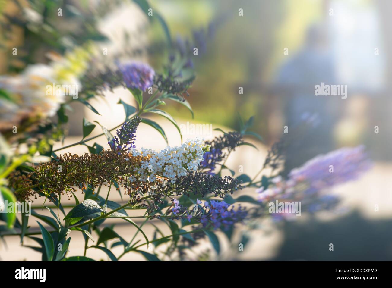 Davids Buddleia ist ein Zierstrauch mit selektivem Fokus. Bunte Blumen in hellem Sonnenlicht. Weiße und lila duftende Blüten. Gartenarbeit im Landschaftsbau Stockfoto