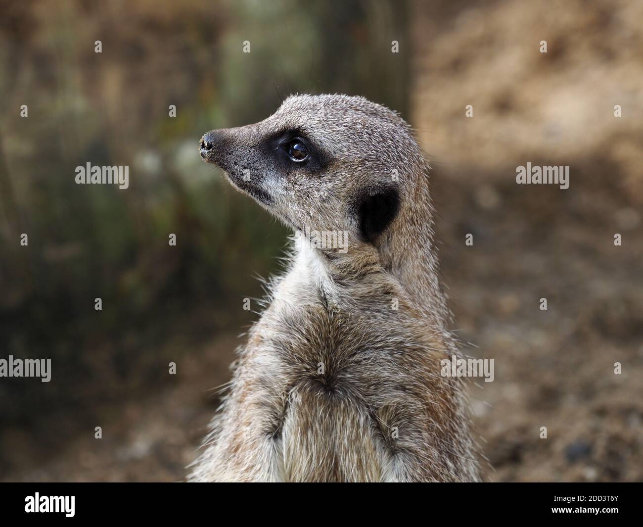 Ein süßer Erdmännchen steht und sieht wach aus. Stockfoto