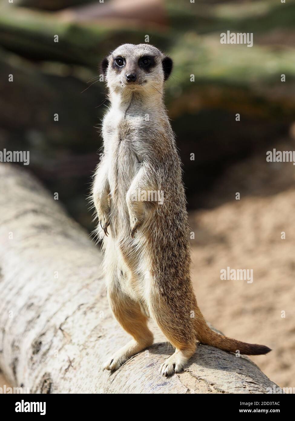 Ein süßer Erdmännchen steht und sieht wach aus. Stockfoto