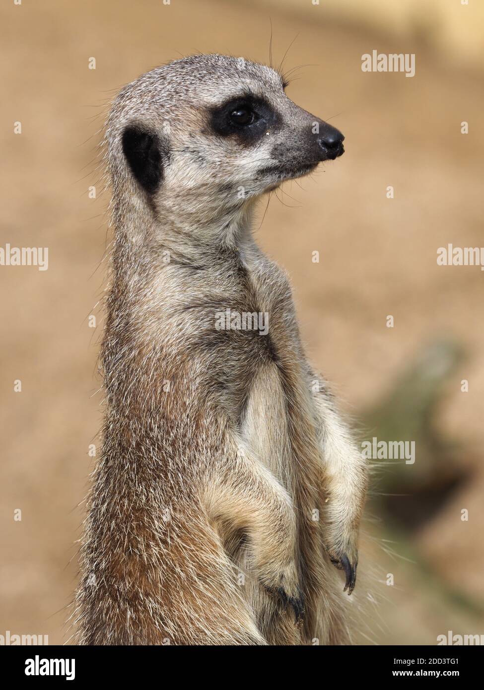 Ein süßer Erdmännchen steht und sieht wach aus. Stockfoto