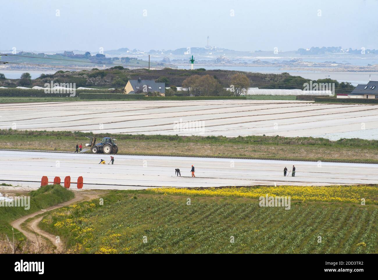 Goulven (Bretagne, Nordwestfrankreich): Gartenarbeit auf Feldern, die mit Planen bedeckt sind Stockfoto