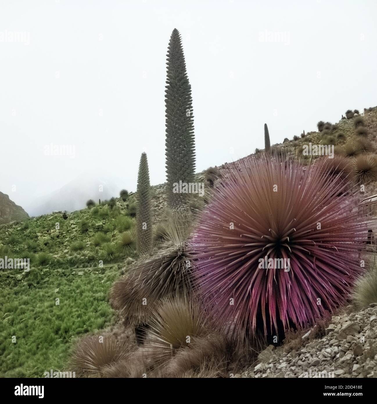 Landschaft im Gebirgstal Callejon de Huaylas im Hochgebirge der Anden, Peru 1960er Jahre sterben. Landschaft im Tal Callejon de Huaylas an der Anden, Peru 1960. Stockfoto