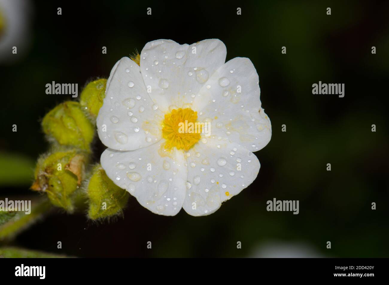 Blume von Montpellier cistus Cistus monspeliensis bedeckt mit Tau-Tropfen. Integral Natural Reserve von Inagua. Gran Canaria. Kanarische Inseln. Spanien. Stockfoto