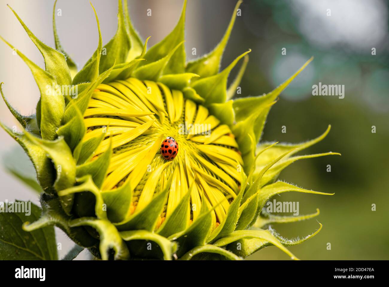 Sonnenblumenblume mit Marienkäfer an einem sonnigen Sommertag. Weichfokus. Stockfoto
