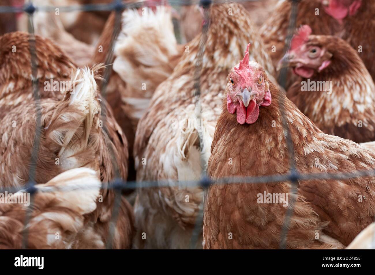 Nahaufnahme eines Schwarms von Freihühnern auf einem Bio-Geflügelfarm hinter einem Hühnerdraht Stockfoto