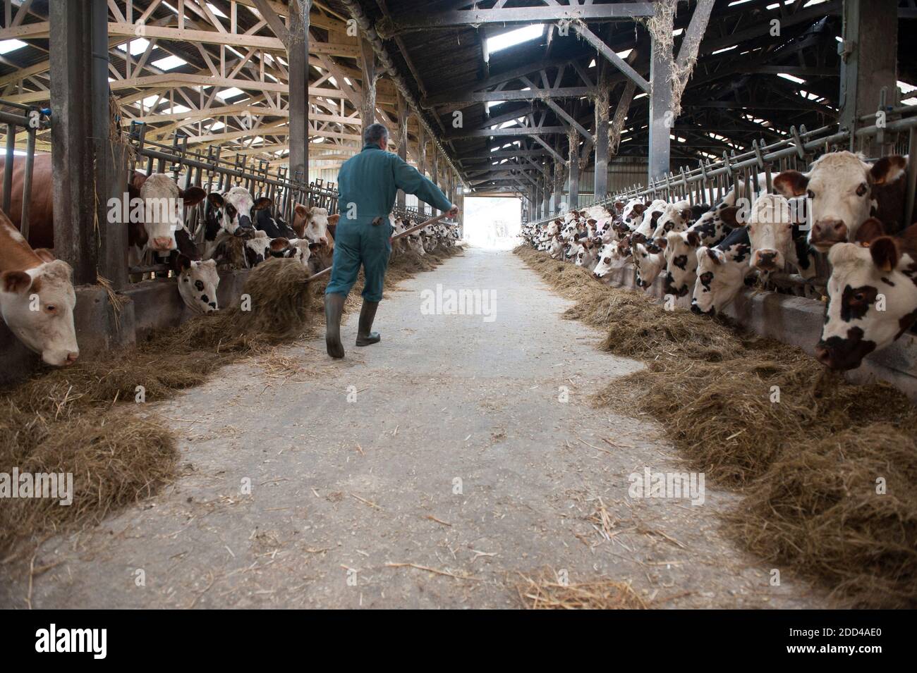 Plouguernevel (Bretagne, Nordwestfrankreich): Milchkühe, Milchproduktion, konventionelle Milchwirtschaft. Der Bauer gibt den Kühen Heu in einem Kuhstall Stockfoto