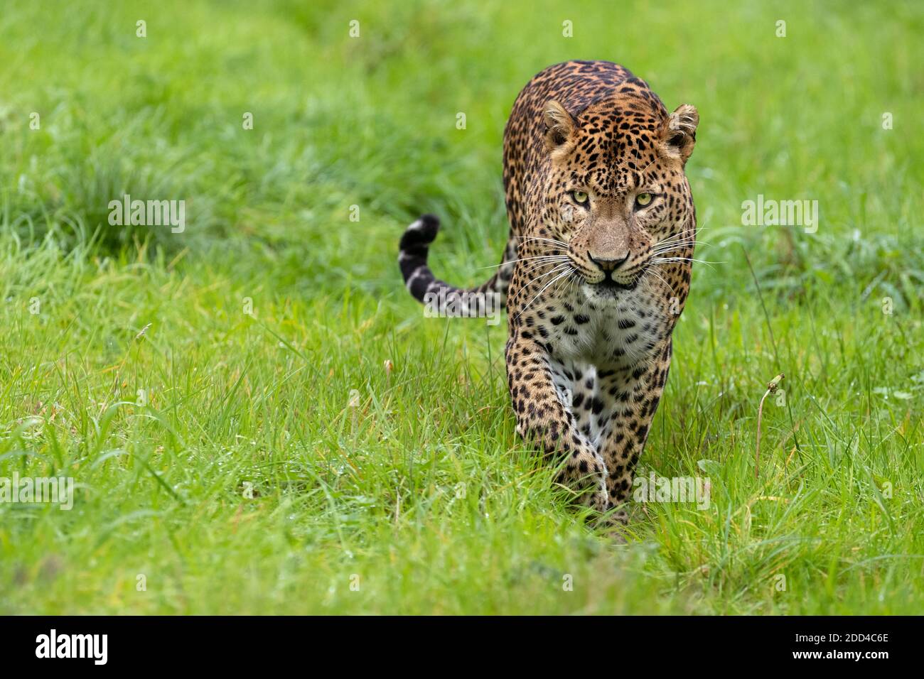 Sri Lanka leopard Stockfoto