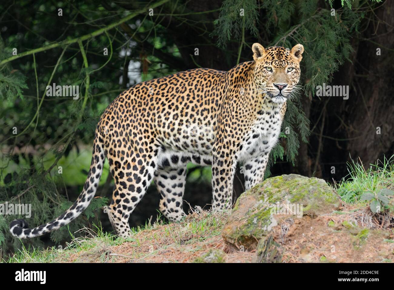 Sri Lanka leopard Stockfoto