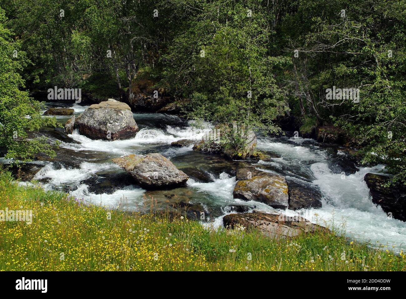 Norwegen, kleiner Gebirgsbach mit Felsen, die zum Luster Fjord schweben Stockfoto