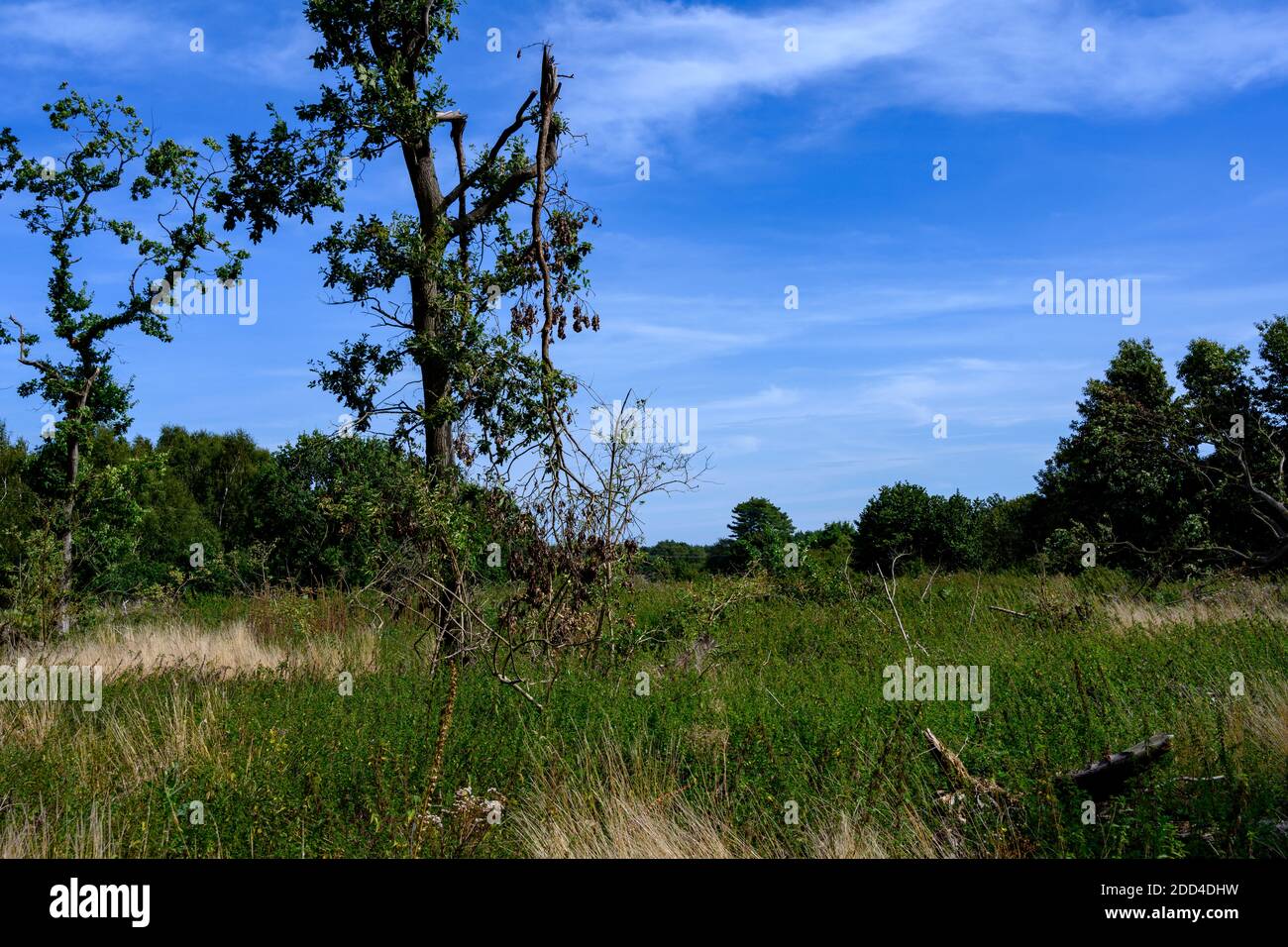 Tunstall Common Suffolk UK Stockfoto