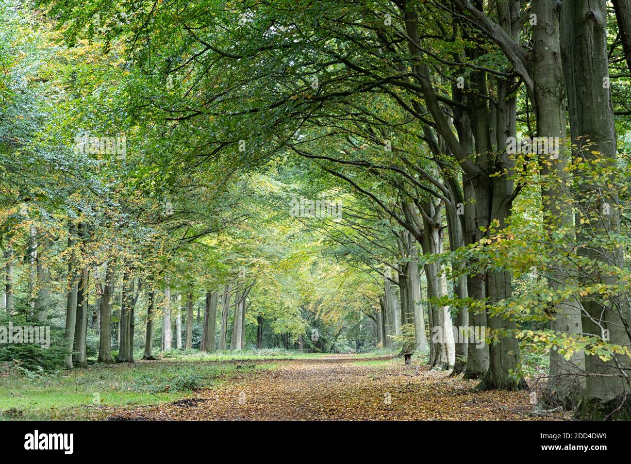 Alleen von Laubbäumen im Frühherbst Stockfoto