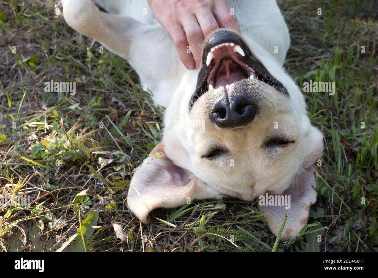 Porträt eines glücklichen Hundes, Augen vor Freude geschlossen, auf dem Rücken liegend, der vom Besitzer zerkratzt und gestreichelt wird Stockfoto