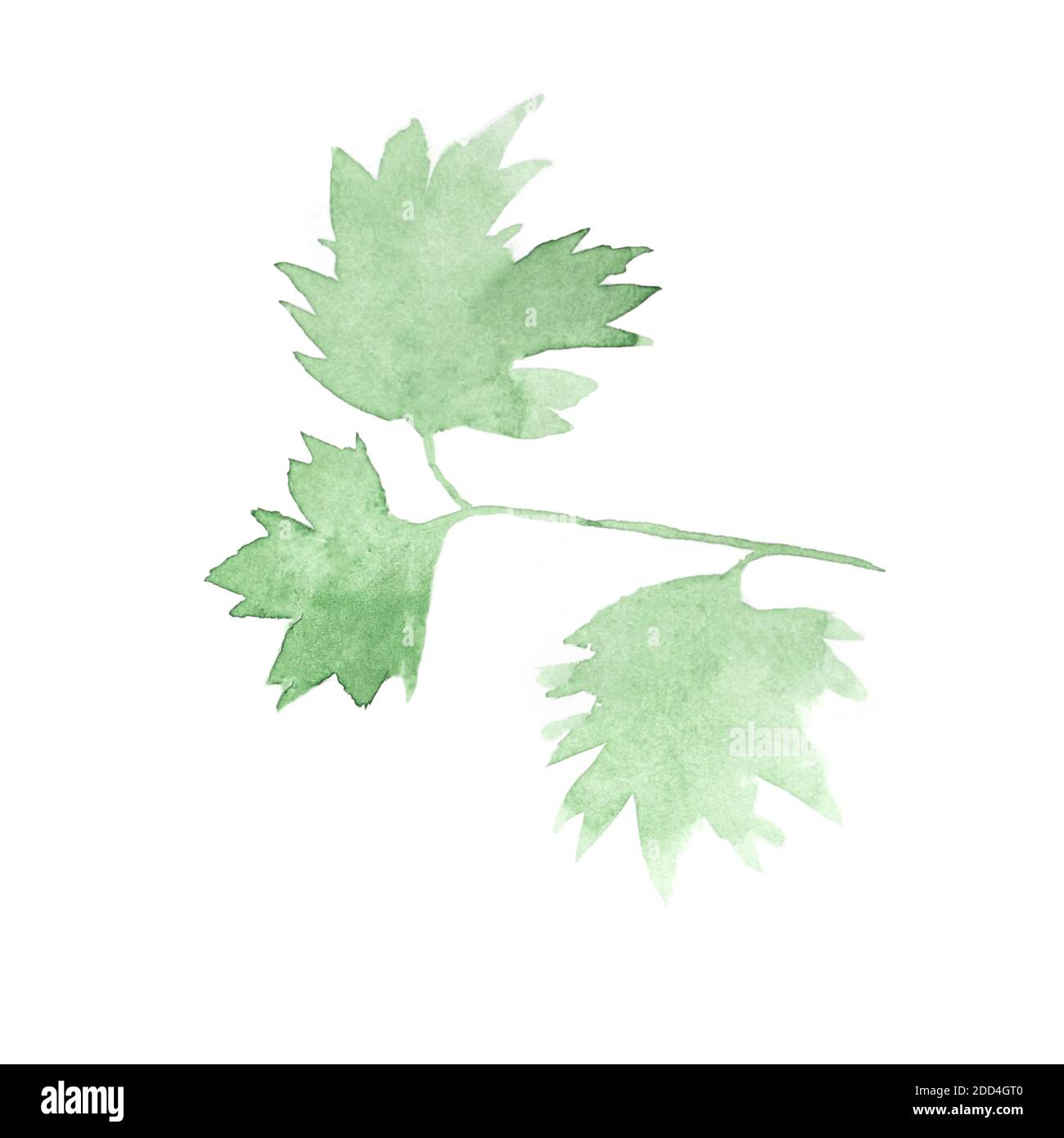 Grünes Aquarell Petersilie Blatt isoliert auf weißem Hintergrund. Aquarell botanische Illustration. Stockfoto