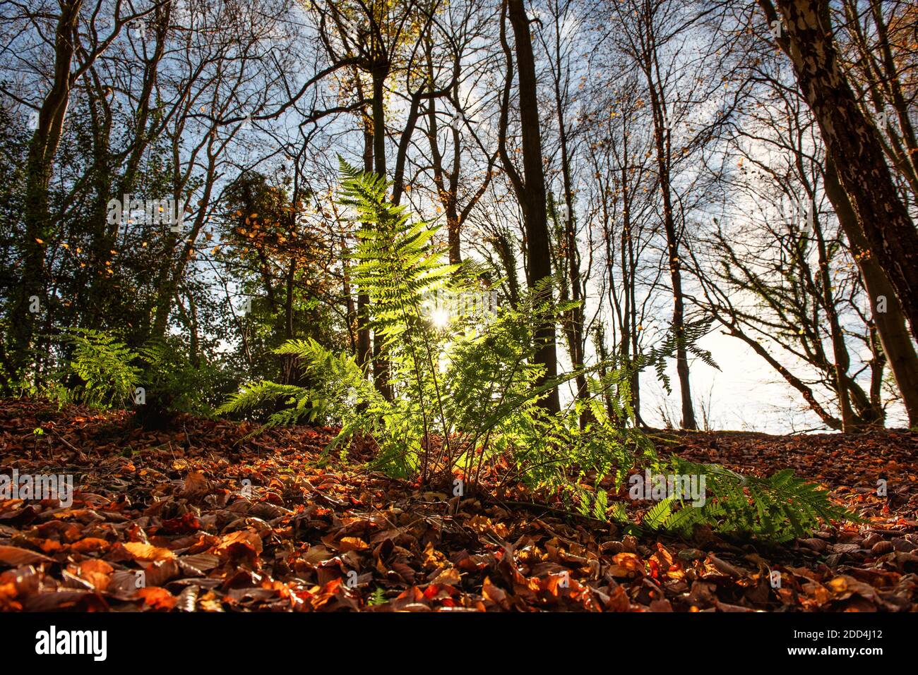 Farn im Westwood Park in Latimer, Chiltern Hills, Großbritannien Stockfoto