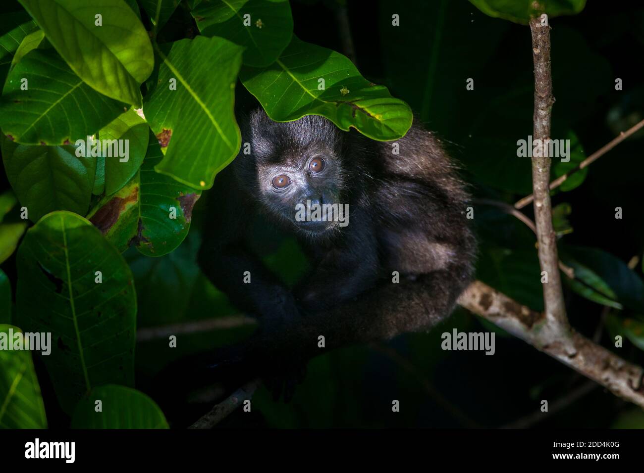 Die Tierwelt Panamas mit einem jungen Mantelbrüllaffen, Alouatta palliata, im Regenwald des Nationalparks Soberania, Republik Panama. Stockfoto