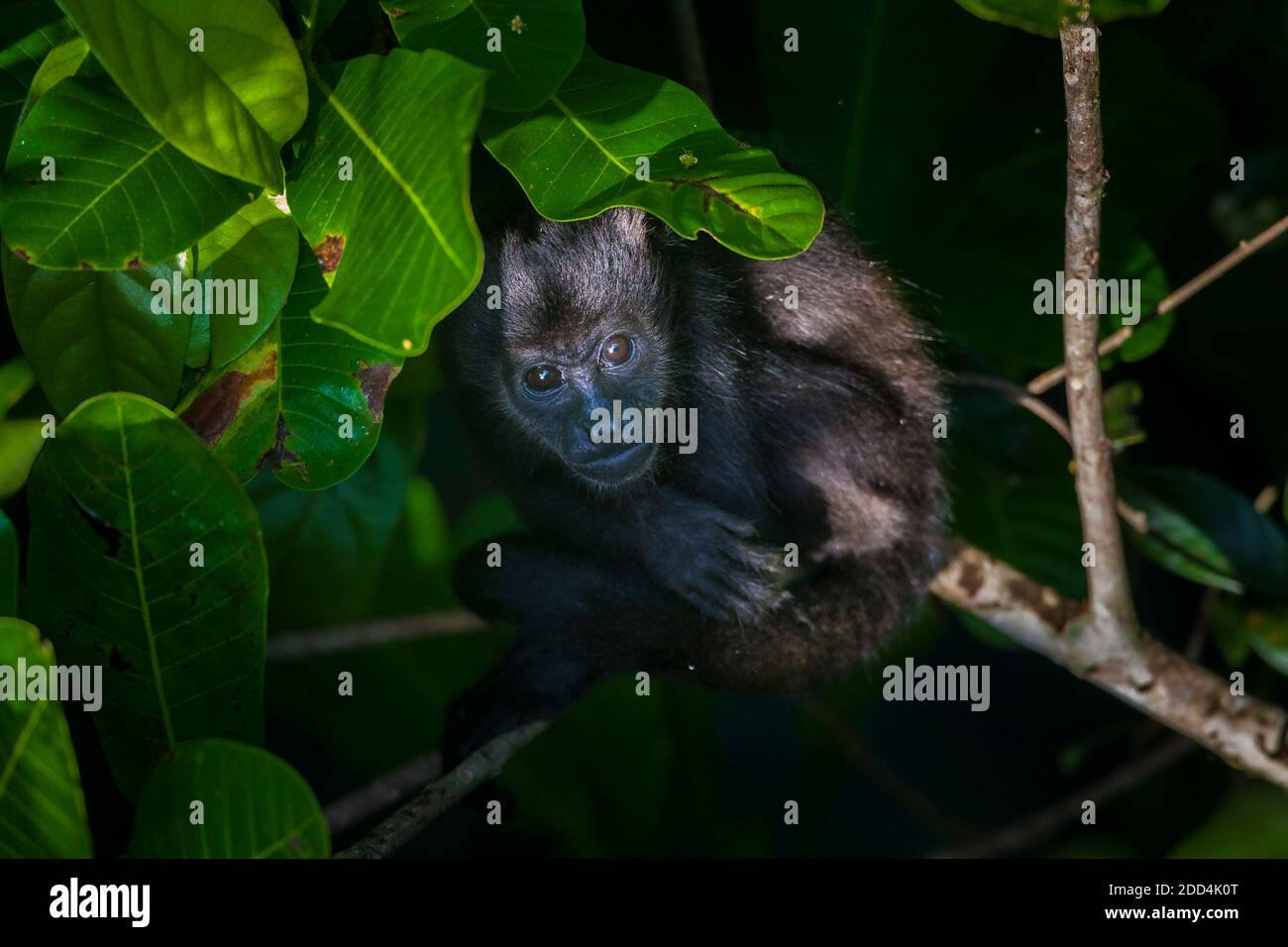 Die Tierwelt Panamas mit einem jungen Mantelbrüllaffen, Alouatta palliata, im Regenwald des Nationalparks Soberania, Republik Panama. Stockfoto