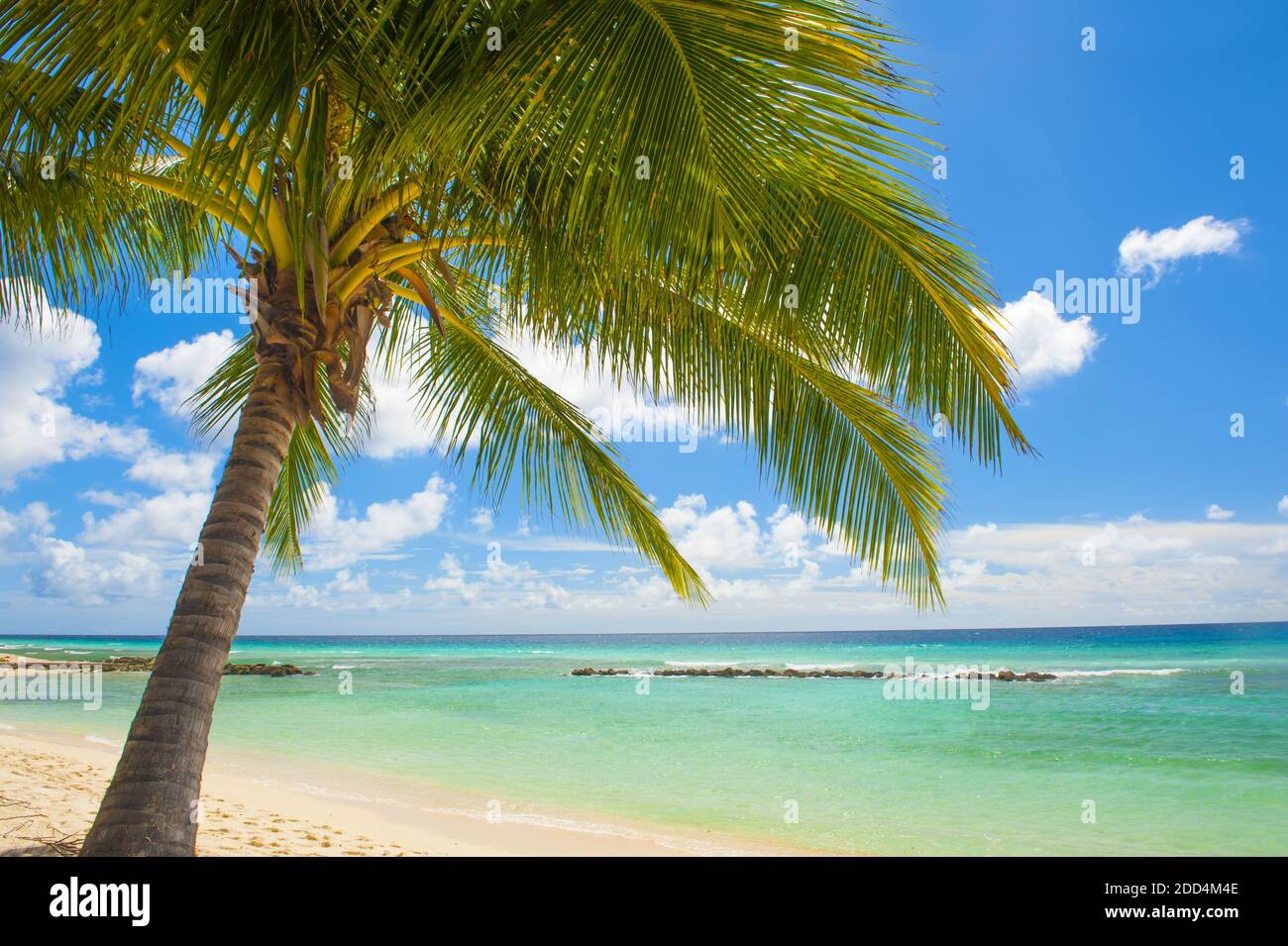 Palmen am weißen Sandstrand und das türkisblaue Meer auf einer Karibikinsel Barbados Stockfoto