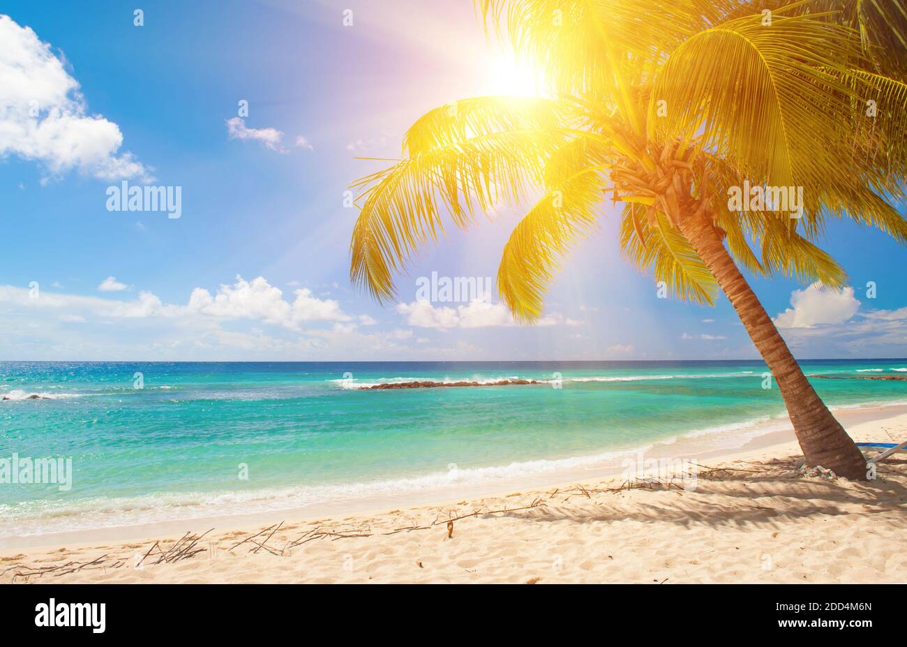 Palmen am weißen Sandstrand und das türkisblaue Meer auf einer Karibikinsel Barbados Stockfoto