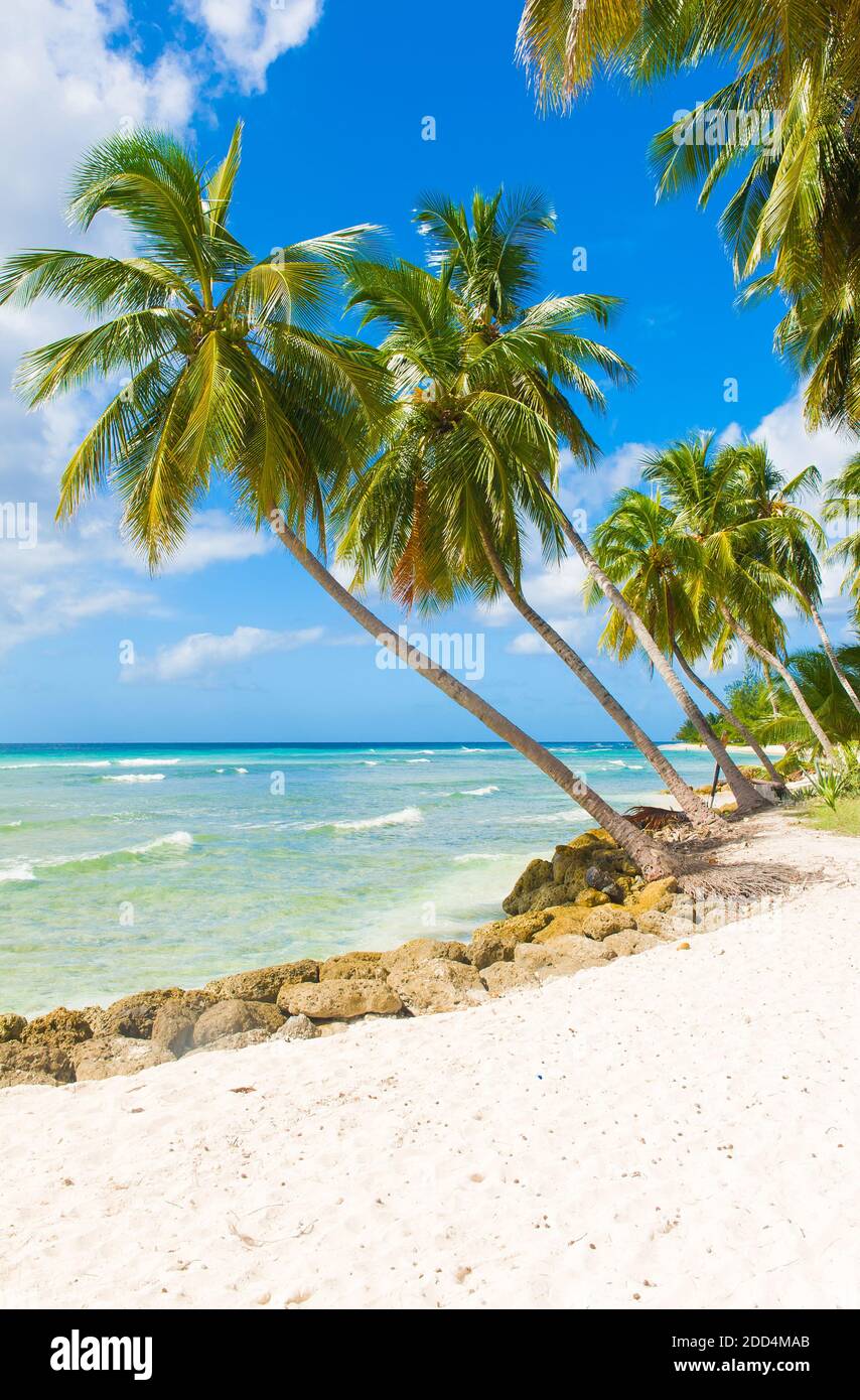 Palmen am weißen Sandstrand und das türkisblaue Meer auf einer Karibikinsel Barbados Stockfoto