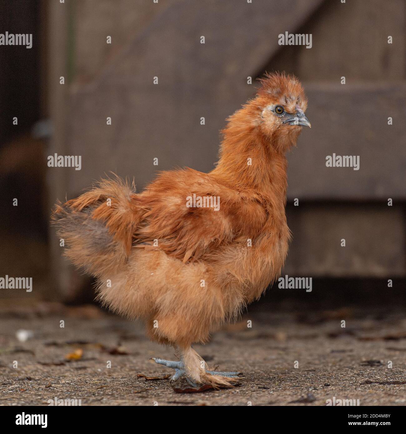 Silkie Huhn Stockfoto