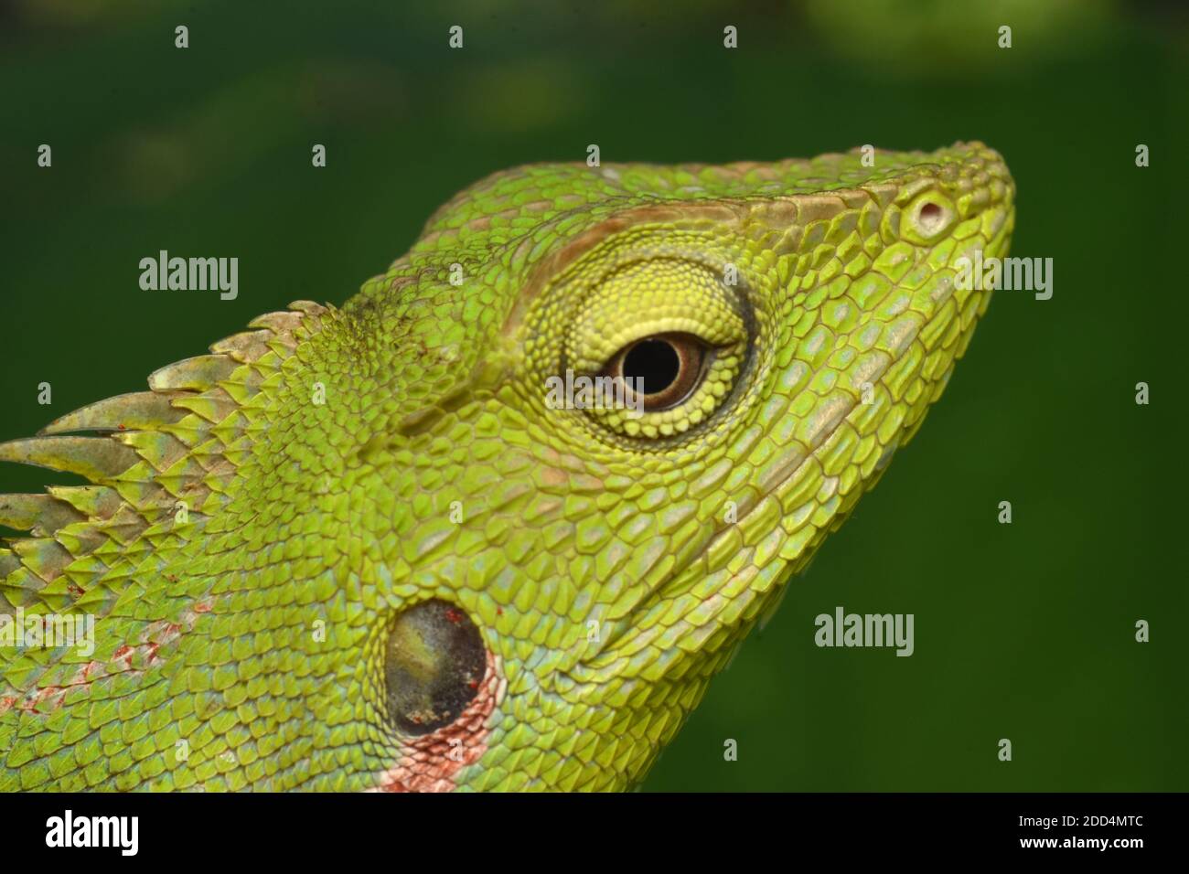 Nahaufnahme der Mähne Waldeidechse Stockfoto