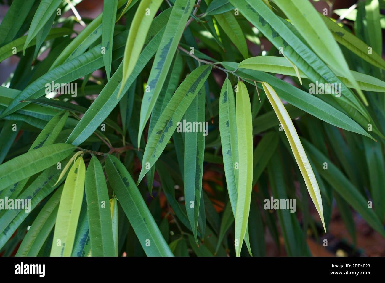 Nahaufnahme von grünen ficus binnendijkii alii gegen Holzwand, minimalistischen Stil. Mock up Innenfoto einfachen städtischen Dschungel Stil Stockfoto
