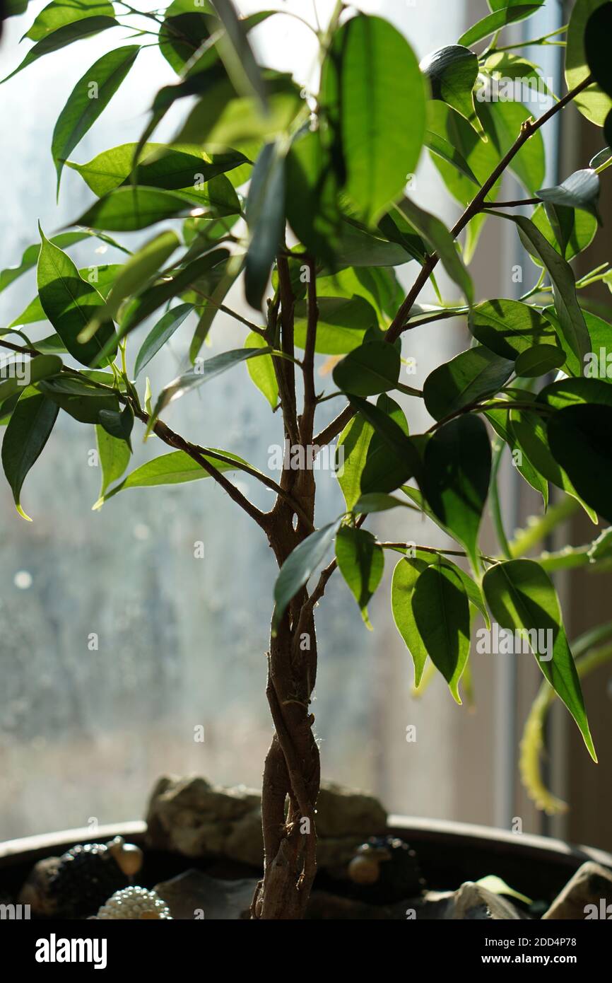 Nahaufnahme von grünen ficus bonsai benjamina natasja gegen Fenster, minimalistischer Stil. Einfache urbane Dschungel-Stil Stockfoto