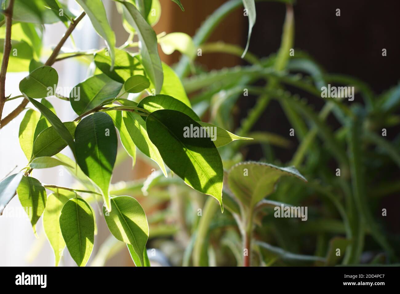 Nahaufnahme des grünen Ficus bonsai benjamina natasja gegen Fenster und Aloe Vera, einfache städtischen Dschungel-Stil Stockfoto