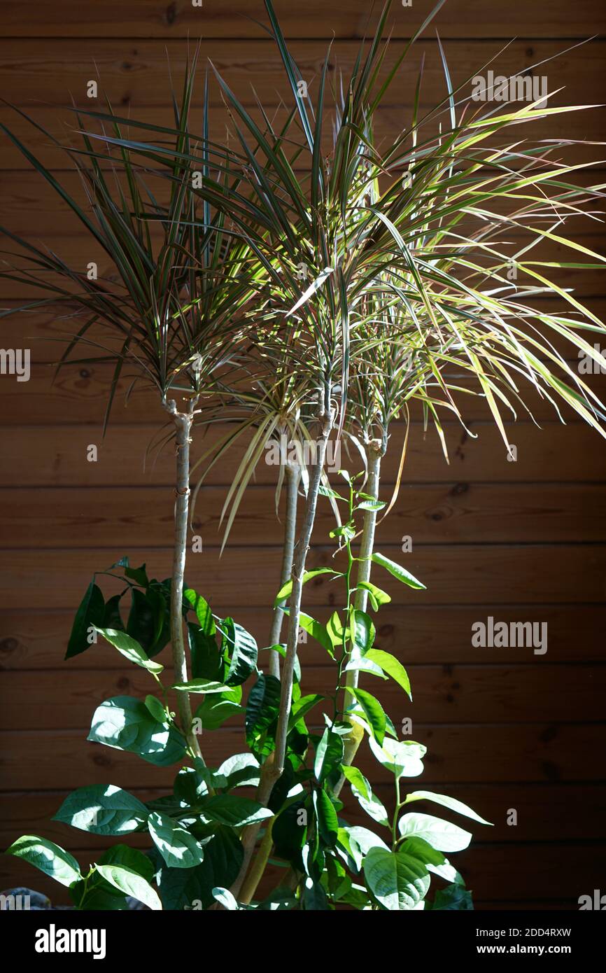 Nahaufnahme der grünen Blätter der dracaena marginata bicolor Pflanze gegen Fenster, minimalistischen Stil. Mock up Innenfoto einfachen städtischen Dschungel Stil Stockfoto