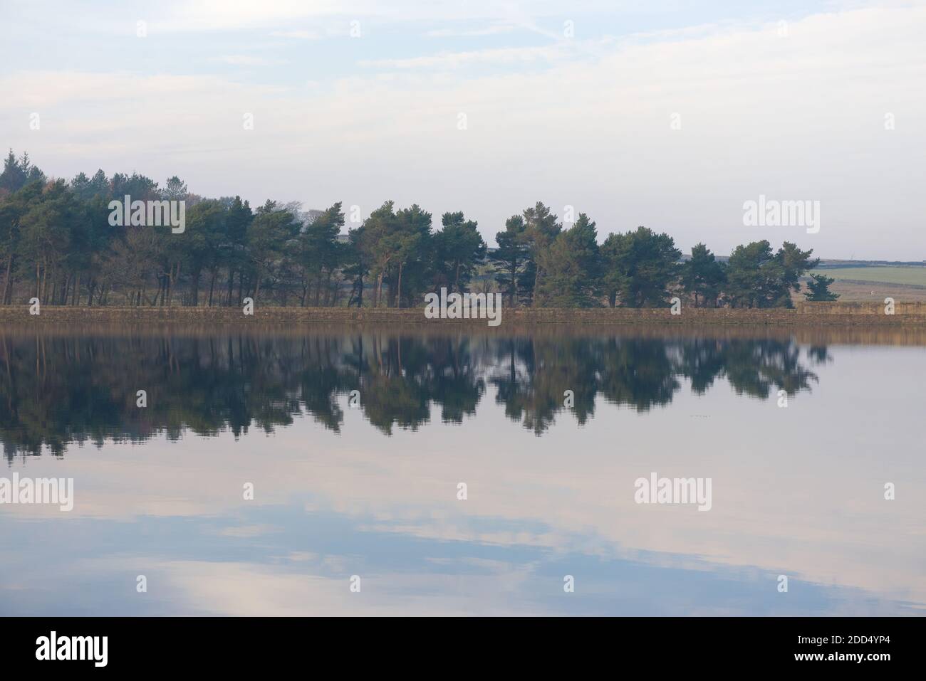 Reflektierte Nadelbäume über ruhigem, sanft gewelltem Wasser. Aufgenommen an den Redmires-Stauseen im Walde bei sheffield. Symmetrische horizontale Spiegellinie. Stockfoto