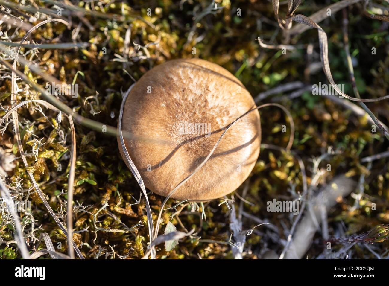 Essbarer brauner Pilz (Pleurotus eryngii) Von den Dünen des französischen Atlantiks von oben gesehen Stockfoto