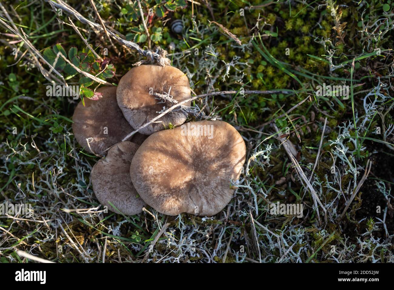 Essbare braune Pilze (Pleurotus eryngii) Von den Dünen des französischen Atlantiks von oben gesehen Stockfoto