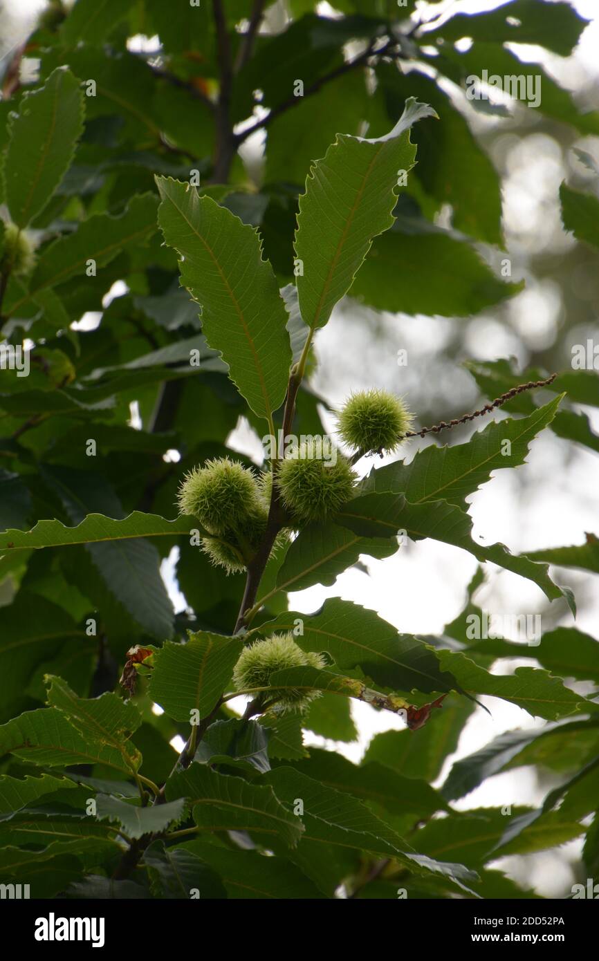 Unreife süße Kastanienfrucht oder castanea sativa auf Baum in Ende september Stockfoto