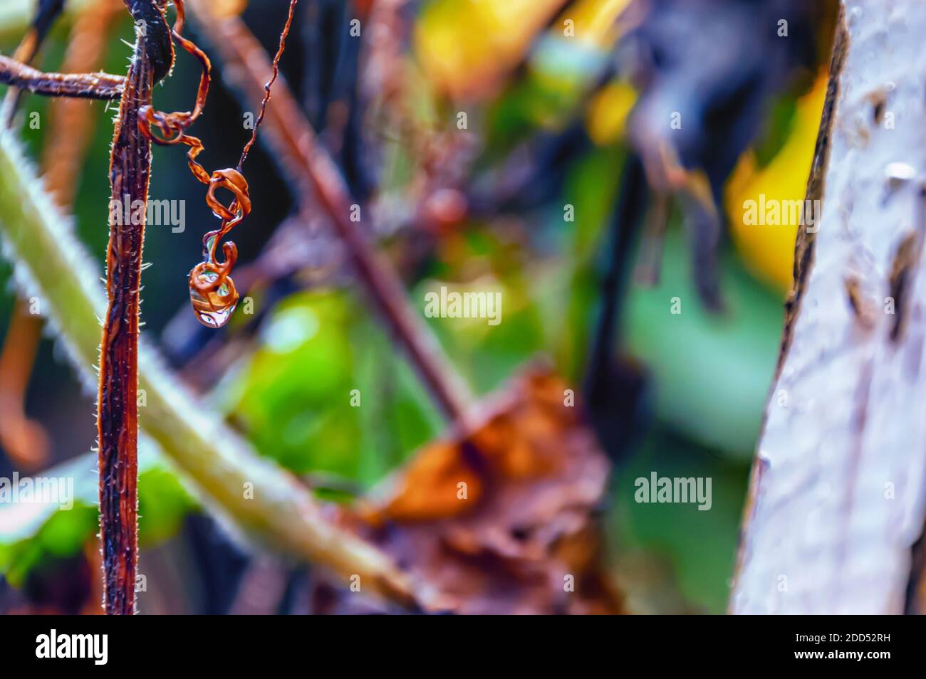 Ein Tropfen Wasser hängt unheimlich von einer Ranke eines toten Weinstocks. Stockfoto