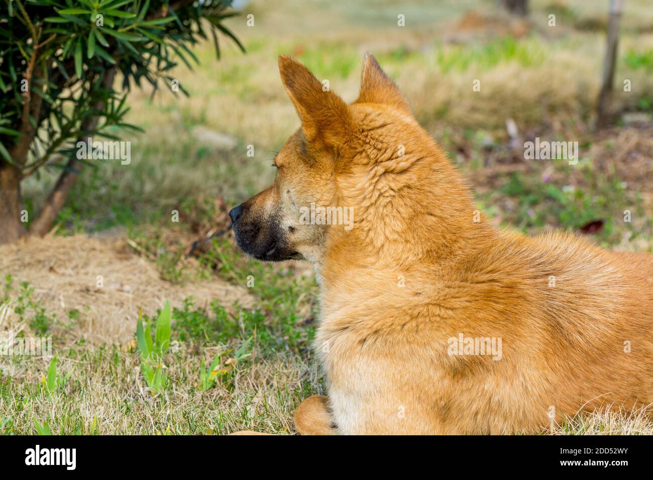 Heimatloser gelber chinesischer ländlicher Hund, der auf dem Grasland schläft Berg Putuoshan Stockfoto