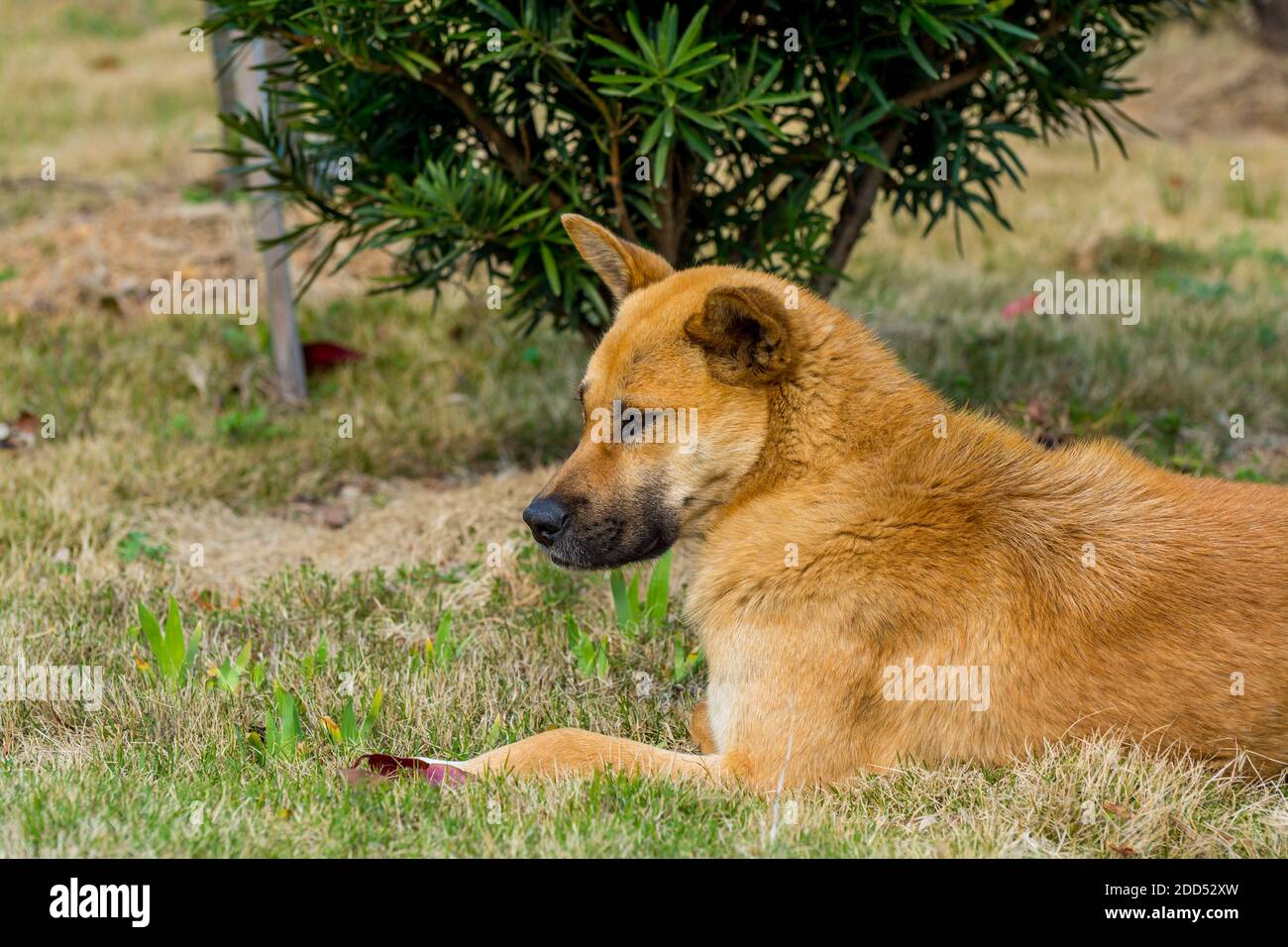 Heimatloser gelber chinesischer ländlicher Hund, der auf dem Grasland schläft Berg Putuoshan Stockfoto