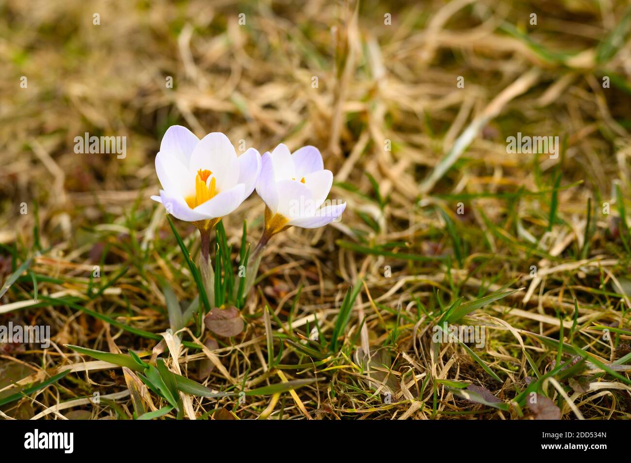 Blumen Krokusse in voller Blüte, weiß lila Farbe, wachsen auf dem verwelkten Gras. Der erste Frühling blüht in der Natur im Freien Stockfoto