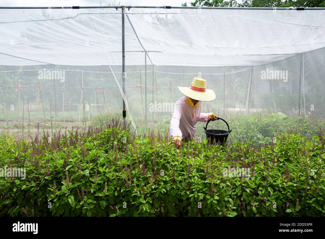 Eine asiatische Gärtnerin, die frische Basilikumblätter in einem lokalen Gartengewächshaus sammelt. Lokales Weisheitskonzept. Selektiver Fokus. Stockfoto