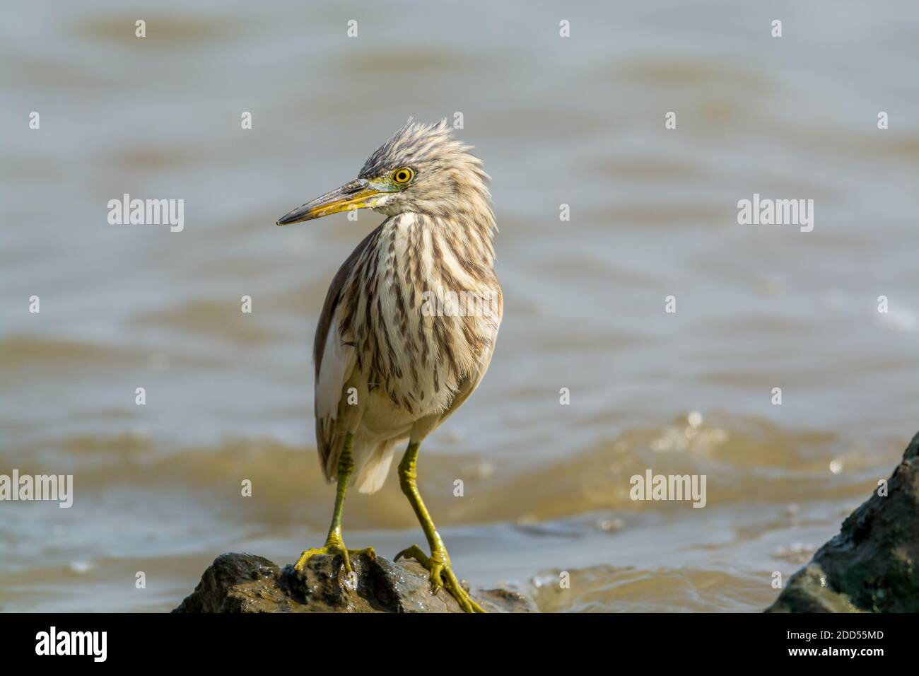 Chinesischer Teichreiher mit Wintergefieder, der am Stein in Shenzhen Bay, China, steht Stockfoto