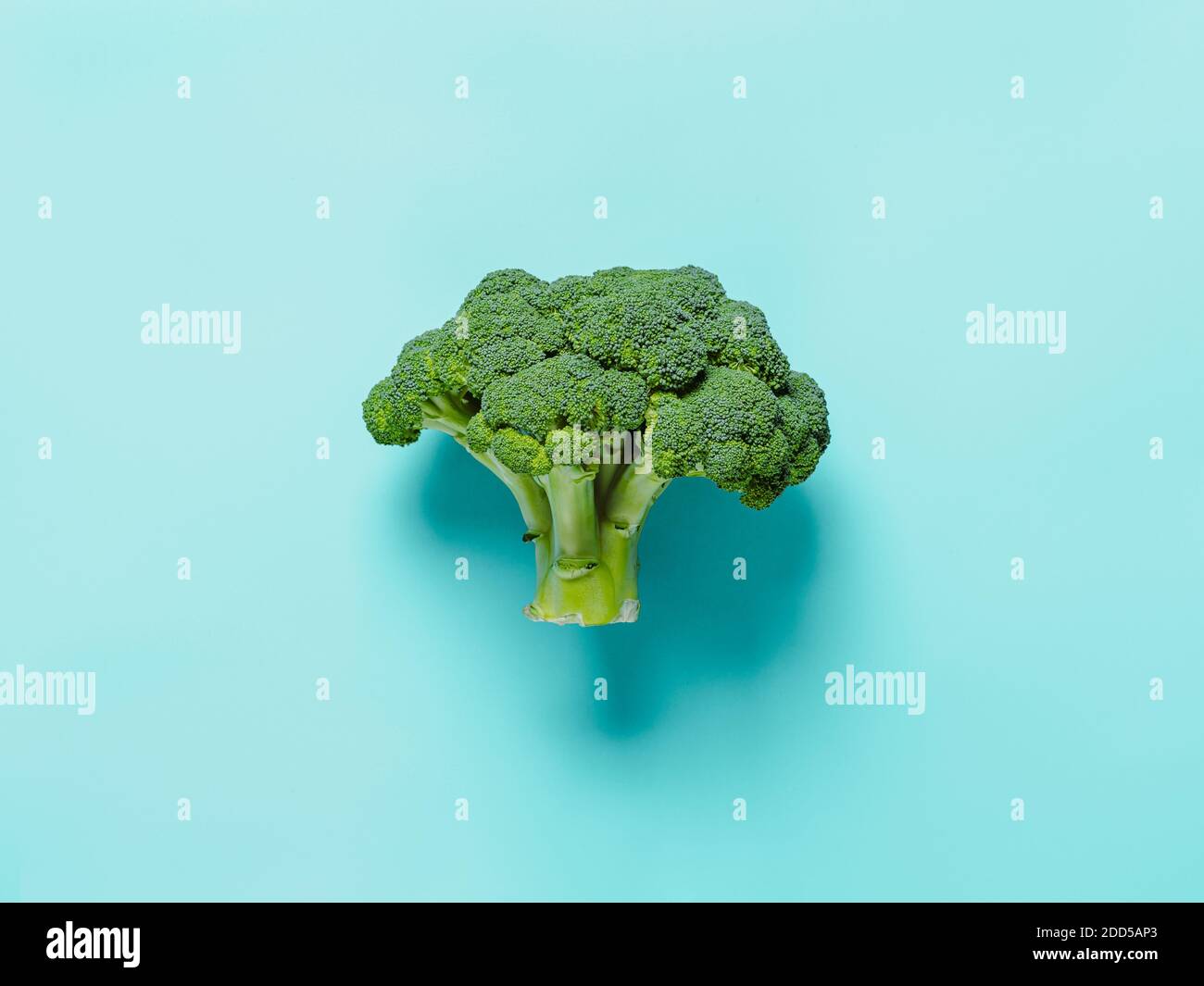 Brokkoli auf blauem Hintergrund. Frischer, schmackhafter grüner Brokkoli mit Kopierplatz, Draufsicht oder flacher Lay. Stockfoto