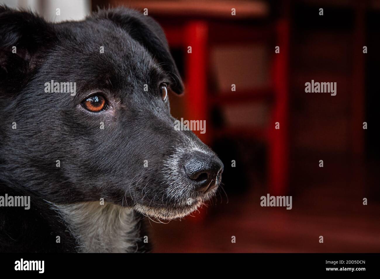 Nahaufnahme des Hundekopfes mit braunen Augen. Netter kleiner schwarzer Hund, der zur Seite schaut. Trauriges Gesicht. Stockfoto