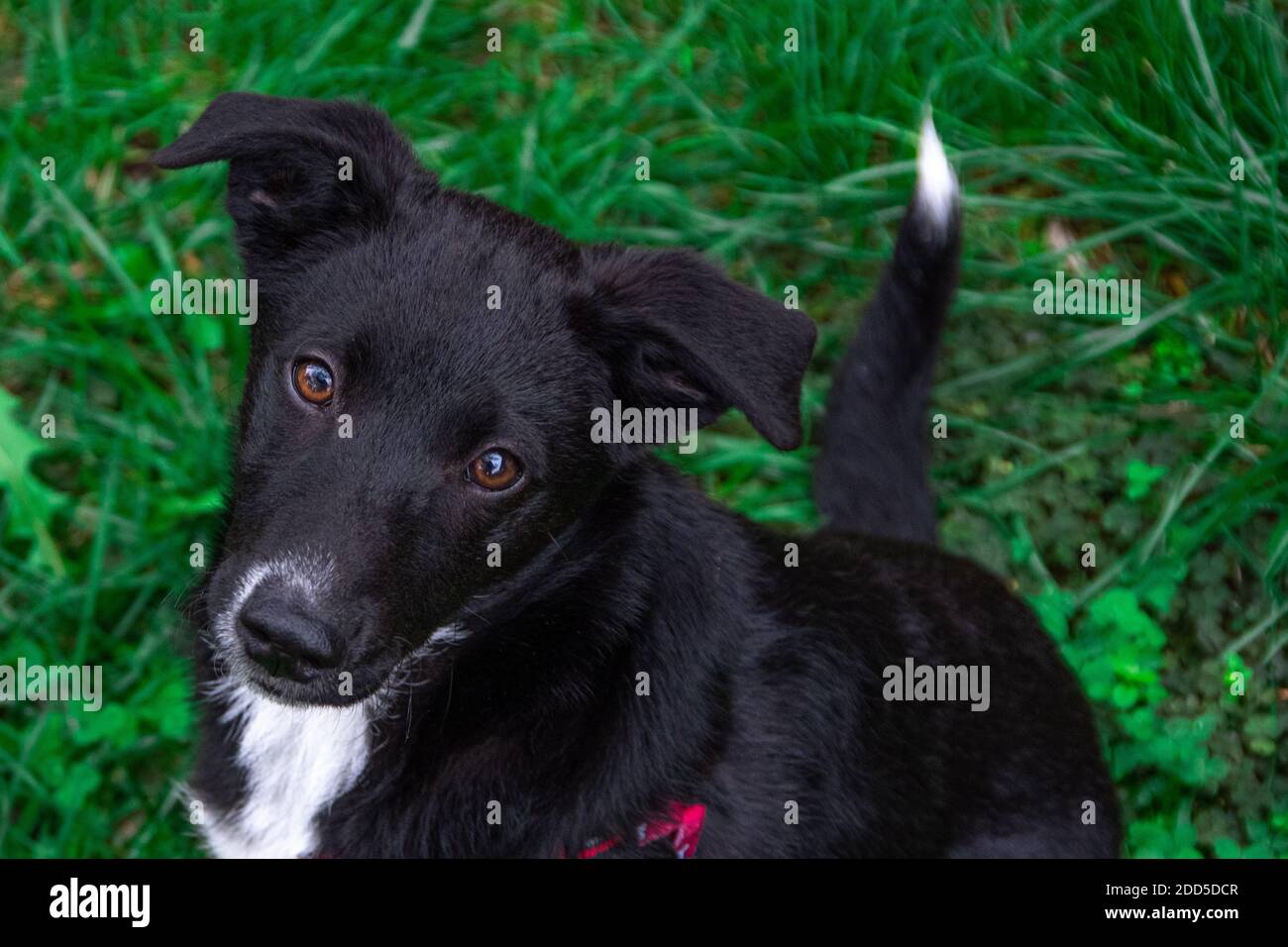 Nahaufnahme des Hundes mit braunen Augen. Netter kleiner schwarzer Hund, der auf grünem Gras sitzt und zur Kamera schaut. Trauriges Gesicht. Stockfoto