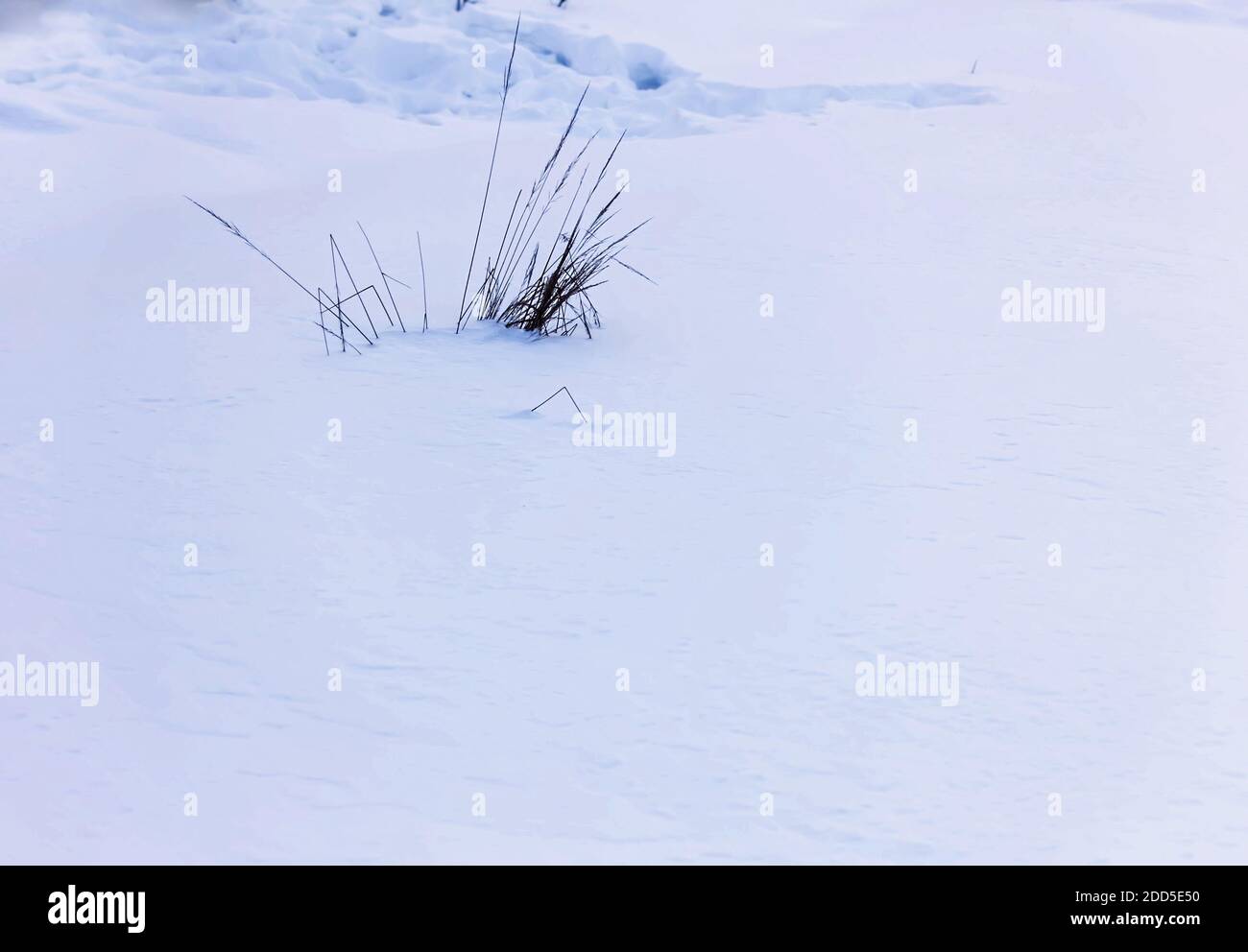 Trocknen Sie minimales Gras im Schneefeld an bewölktem Wintertag Stockfoto