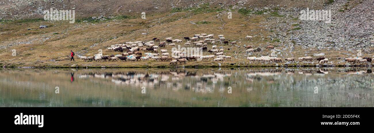 Geographie / Reisen, Italien, Südtirol, Montefranco im Vinschgau, Kortscher See, Schafsfahrt Laaser, Additional-Rights-Clearance-Info-Not-available Stockfoto